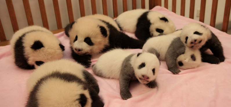 Giant Panda Cubs – Sichuan Fun