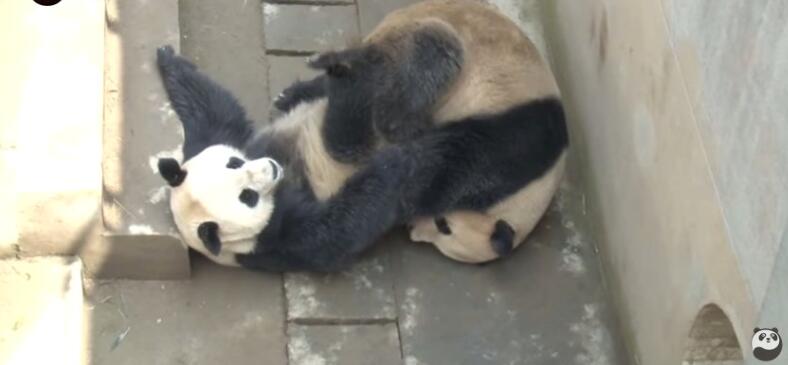 Streaming Giant Pandas – Sichuan Fun