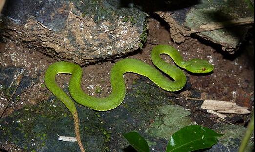 Jerdon’s Pit Viper – Sichuan Fun